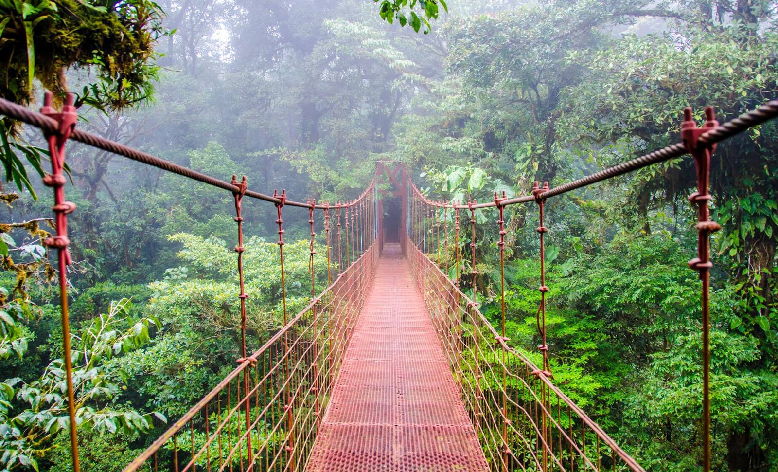 Monteverde Cloud Forest