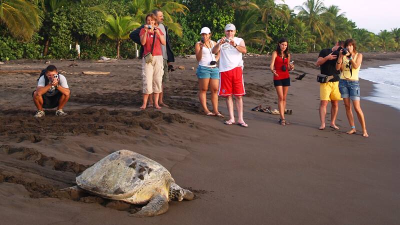 Turtle Tour